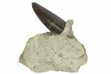 Serrated, Allosaurus Tooth In Sandstone - Colorado #173065-1
